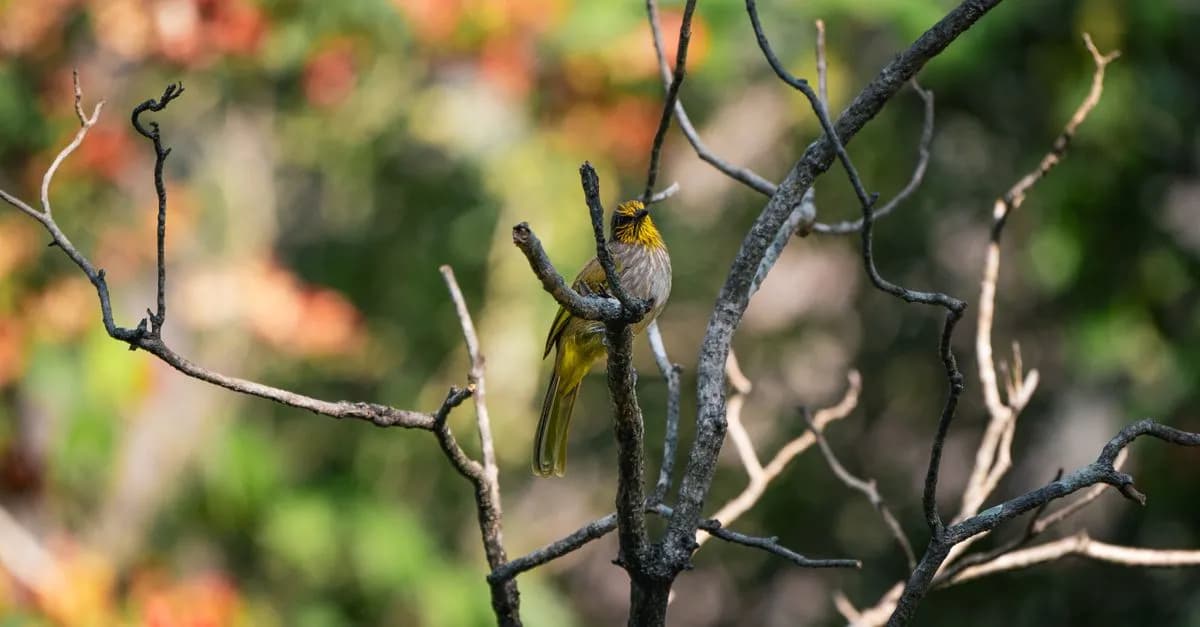 Beautiful bird perched on a branch in Thailand's vibrant jungle. Captured in natural setting.